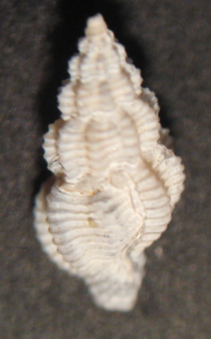 Raphitoma linearis